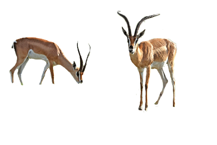 【gif-动图】—音画制作必备(动物素材-02)