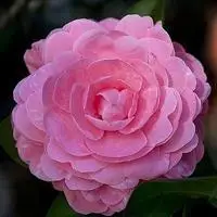 娇艳诱人的山茶花唯美头像,图片,微信头像-qq个性网