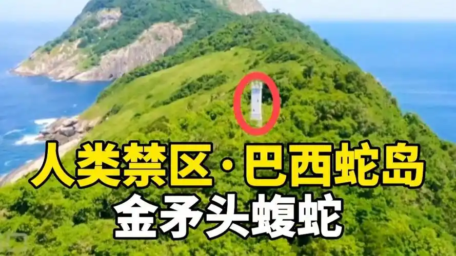 探索人类禁区巴西蛇岛揭秘金矛头蝮蛇