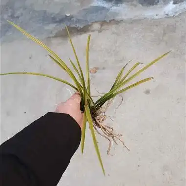 下p0蕙兰朱金黄草 - 兰花交易网