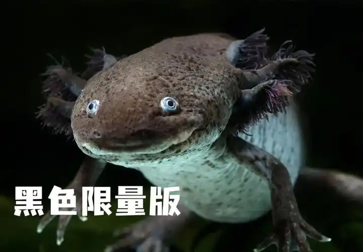 这个黑色限量版的小家伙还能有机会看见纯纯的野生品种如果去霍奇米尔