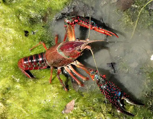 克氏原螯虾稻田立体生态健康养殖技术