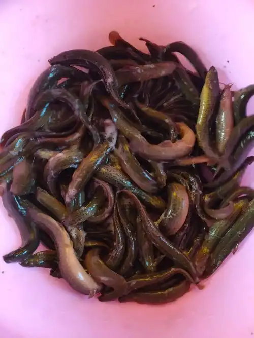 自家养殖的泥鳅