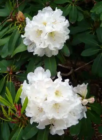 rhododendrondecorumfranch.subsp.diaprepes