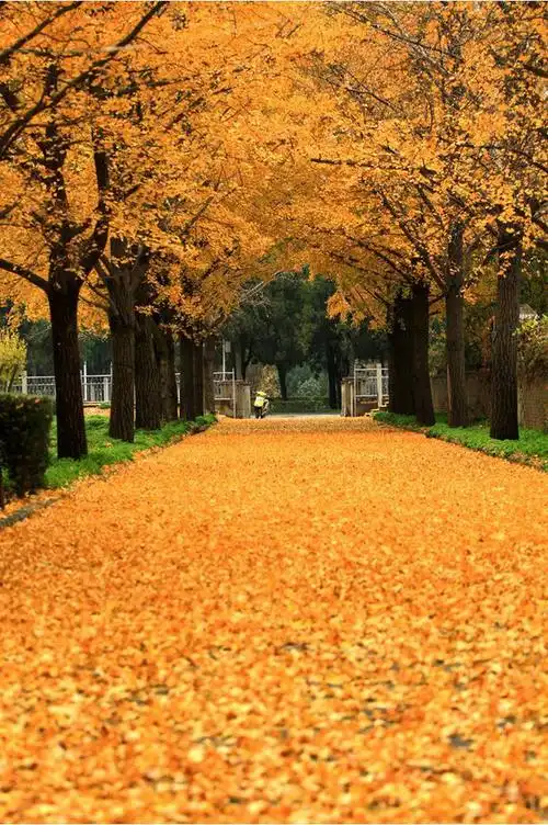 实拍郑州黄金大道