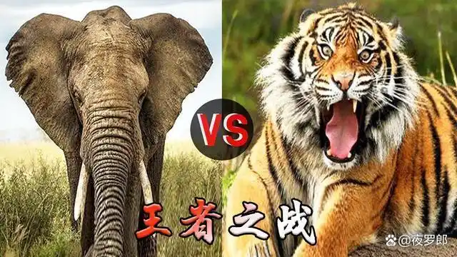 老虎能不能击杀大象?