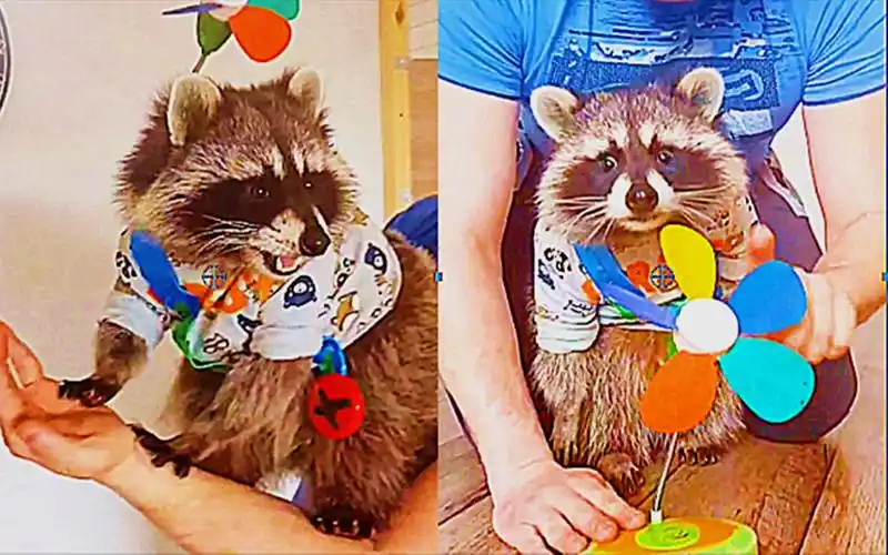 干脆面君:背上风车,我就是"火箭浣熊"