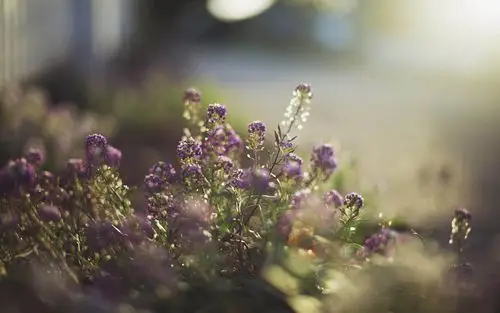 在阳光温暖的春天壁纸