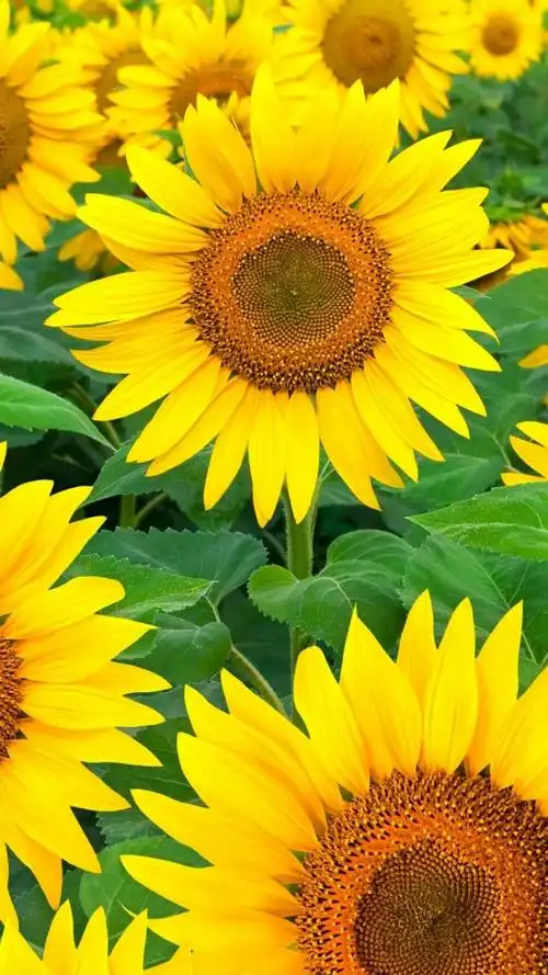 唯美迷人的向日葵风景,高清图片,手机锁屏桌面-壁纸族