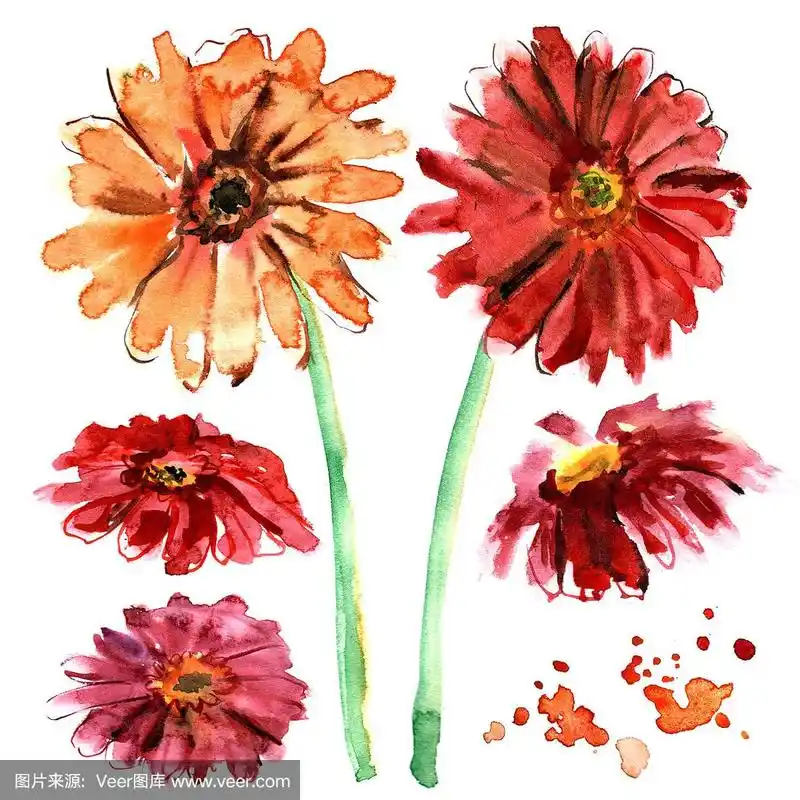水彩手绘非洲菊在白色的背景
