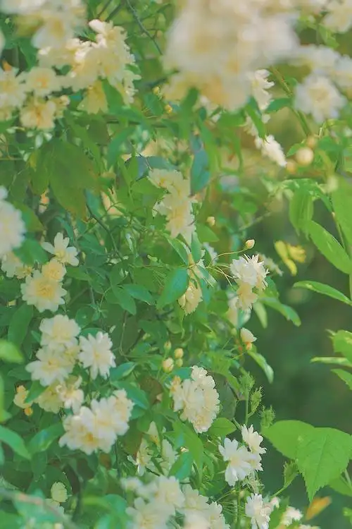 木香花小清新迷人摄影