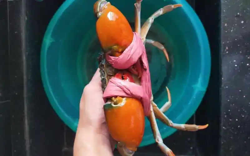 巨大榄绿青蟹vs大三门青蟹(都是一斤左右的个体)