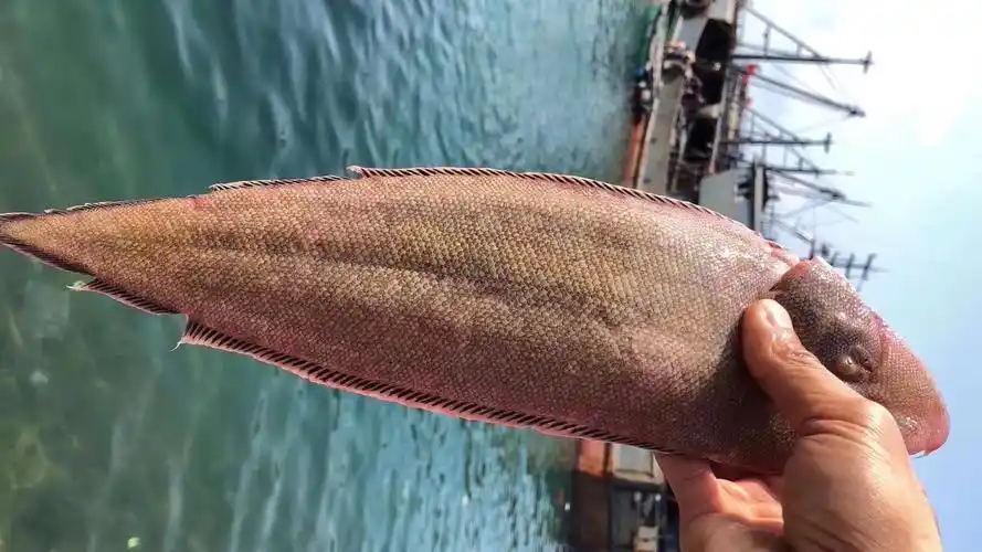 海鲜精选东山海鲜61野生活鲜龙利鱼顺丰冷链肉质以嫩出名没有小刺