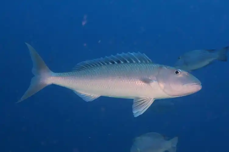 p>绿短鳍鱼 /p> p>拉丁学名: i> /i>aprion virescens /p> p>英文名