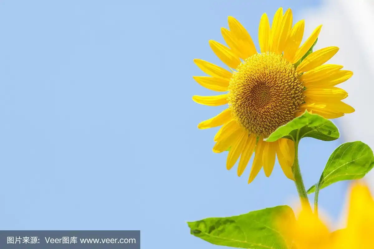 向日葵在野外蓝天背景的户外