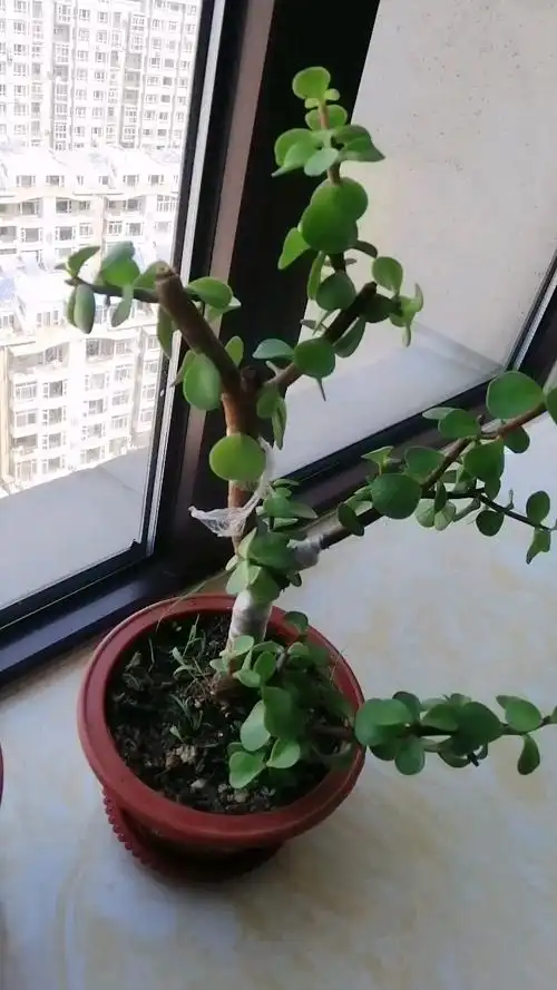 听说过嫁接的金枝玉叶吗,我在实验