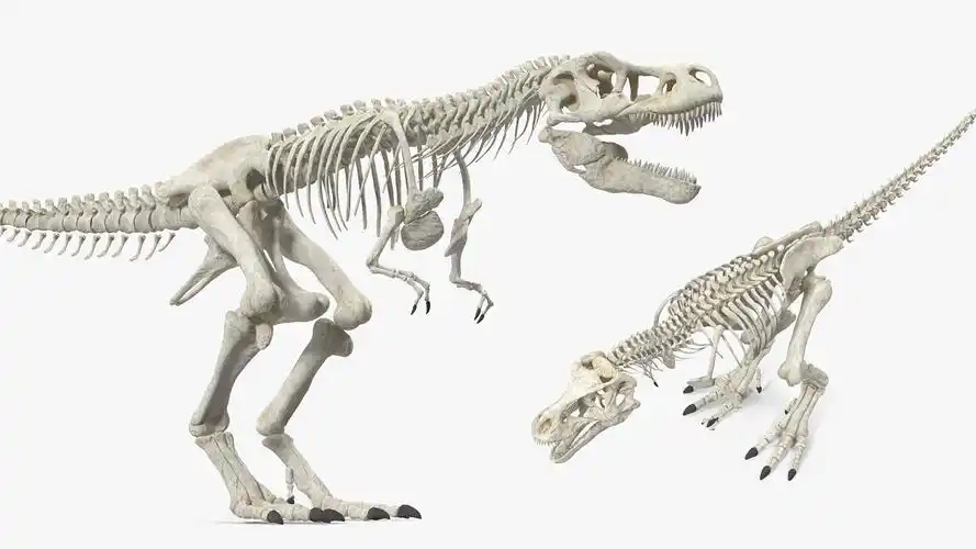 霸王龙骨架3d模型