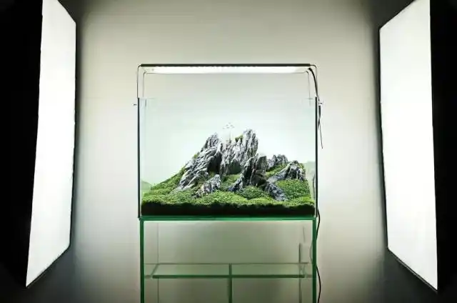 60cm以内小缸山景作品-草缸造景