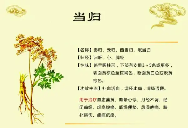 当归的功效与作用