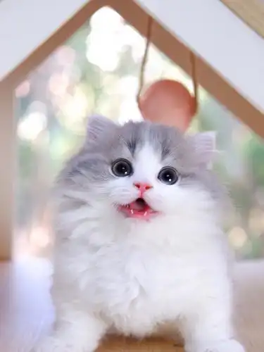 小奶猫好可爱