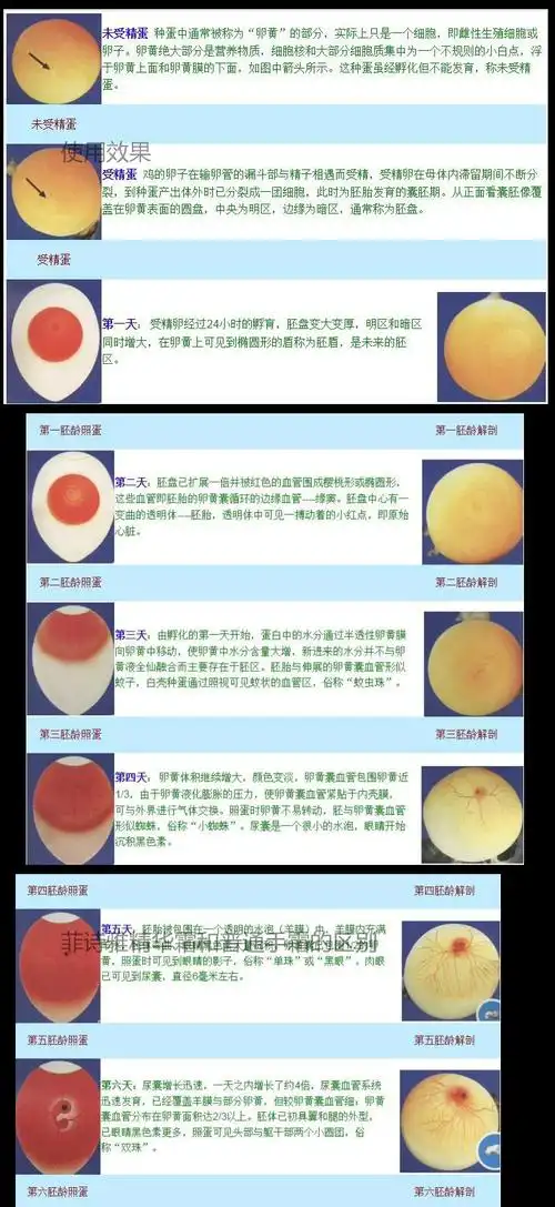 照蛋箱 照蛋器 孵化机专用鸡蛋检查设备工具led冷光照蛋器