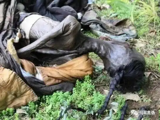 四川南充僵尸事件僵尸欲尸变被焚毁考古人员全失踪