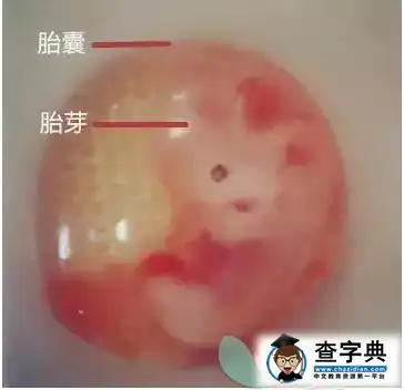 胎囊形状能看宝宝是男是女?