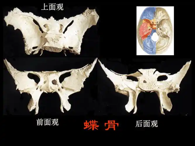 蝶骨ppt课件图示ppt