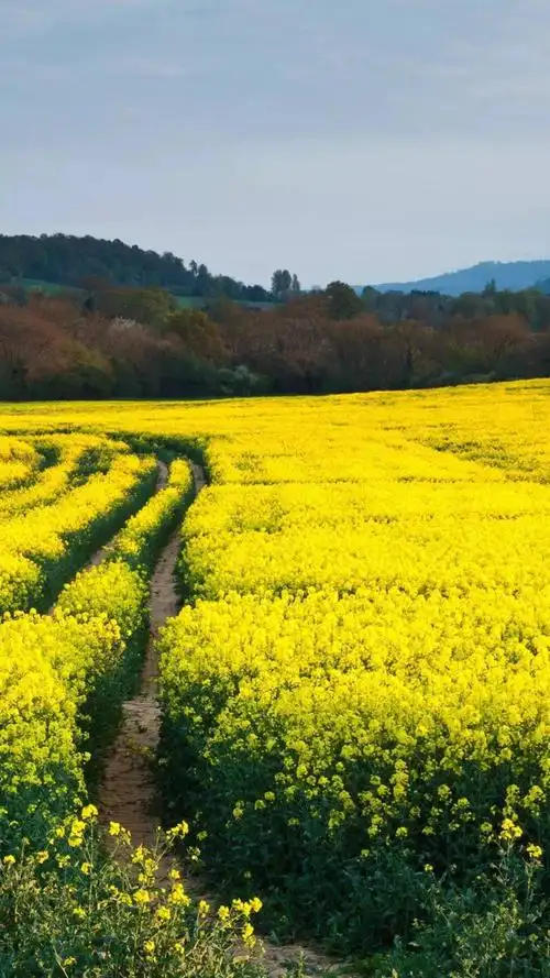 治愈系春天田野风景