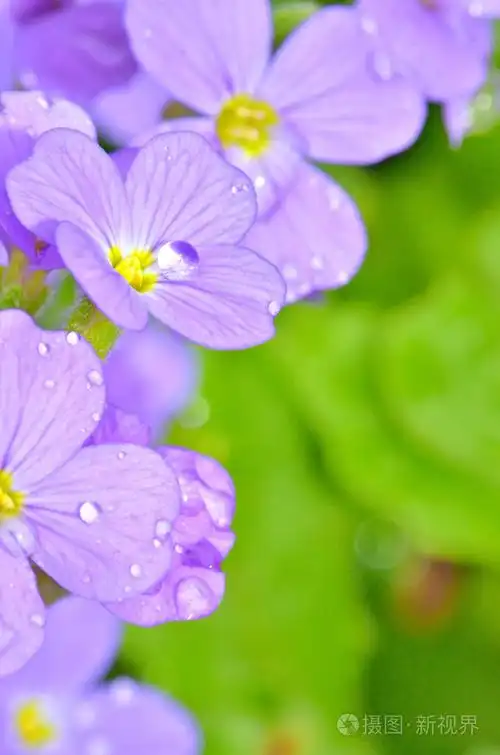 淡紫色的三色堇花