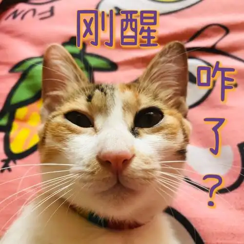 被叫醒的时候一脸懵忍不住配合台词