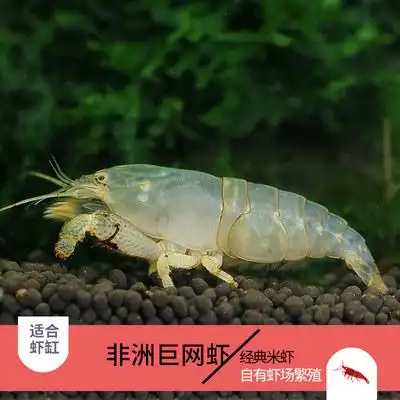 网球巨型活体非洲观赏宠物木纹虾