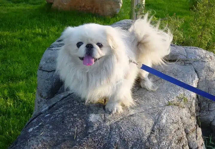 小京巴狗多少钱一只(京巴犬) - 价格百科