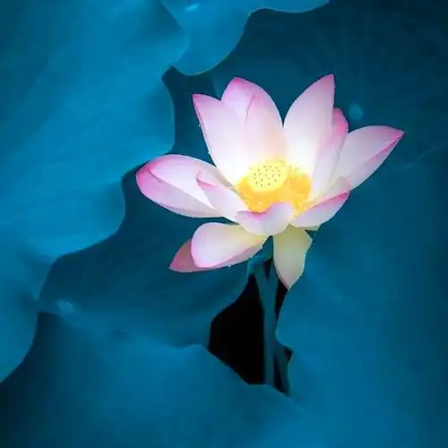 佛系图片头像禅意荷花 独一无二的佛系莲花图片微信头像_微信头像