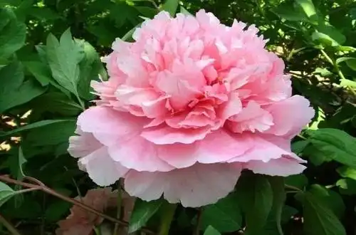 赵粉牡丹雍容华贵,国色天香