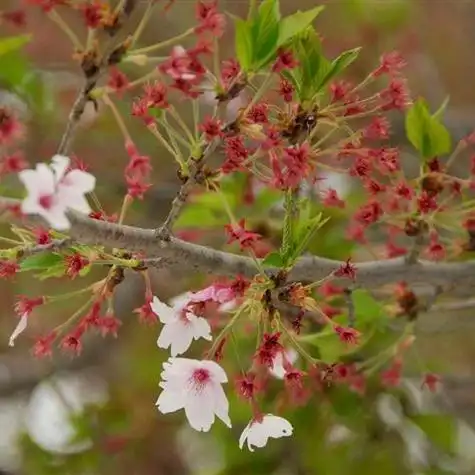 精选自然风光清新淡雅风景头像 ,蓝天白云绿色植物-唯美头像