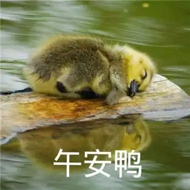 超级可爱的萌萌哒午安表情图