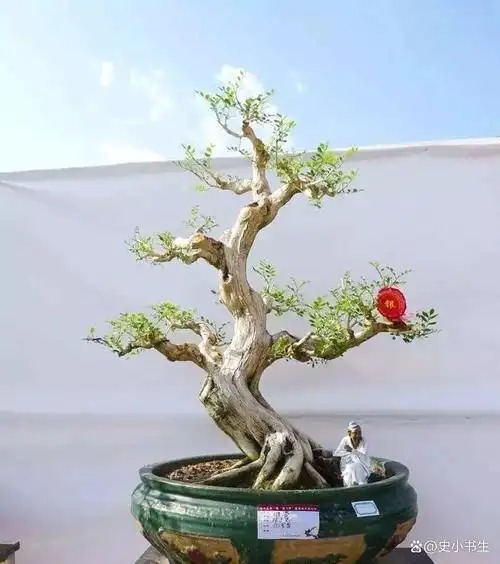 玩盆景这几种树至少要玩上一盆