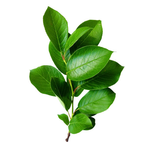 绿色植物叶子素材图片