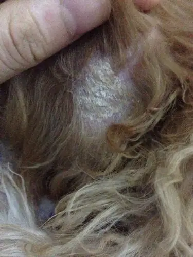 大神们,帮帮忙吧,看看我家狗狗身上是什么呀,嘴上也有,腿上也有,耳朵