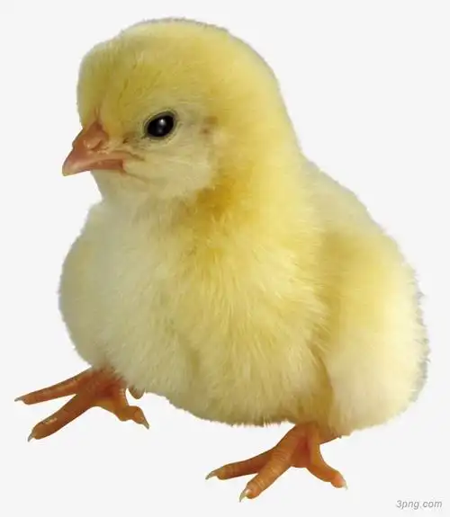 小鸡png素材透明免抠图片-动植人物