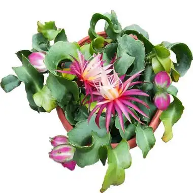 昙花一现鱼骨令箭卷叶昙花盆栽室内阳台庭院植物养易成活花卉