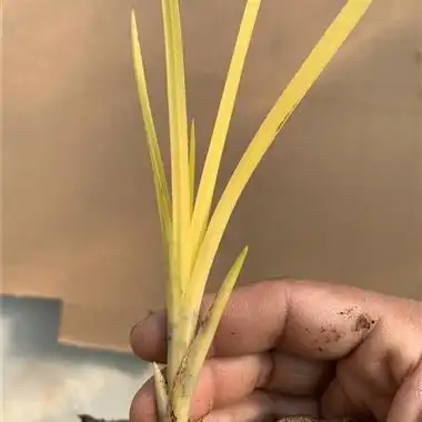 蕙兰黄草此草难养新手勿拍