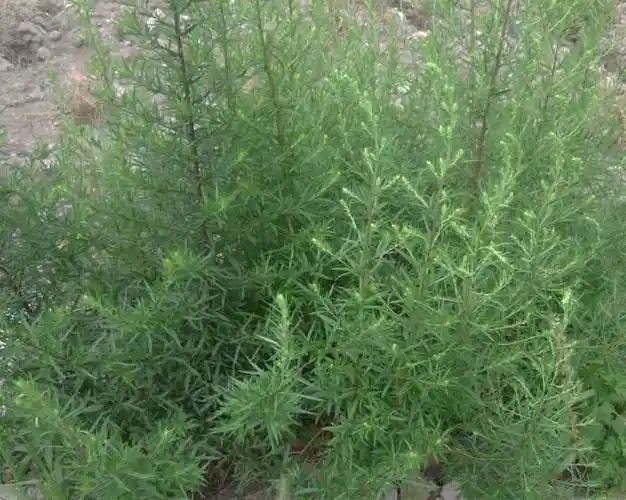 茵陈蒿图片 茵陈蒿草本野菜植物图片