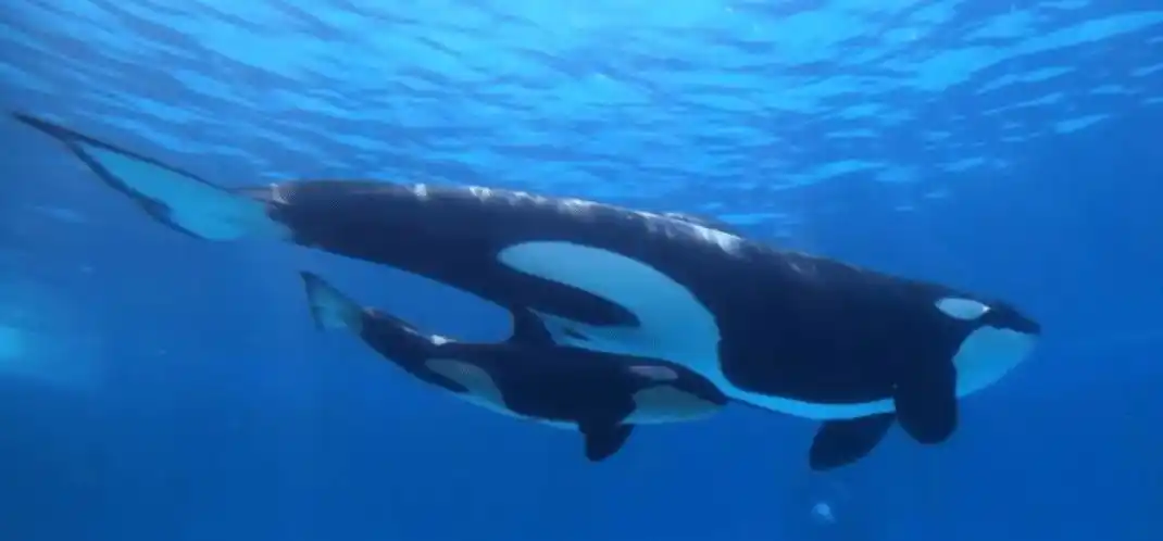 虎鲸vs北极熊!最强和最有名的对抗赛!谁会胜出?_海豹_陆地_猎物