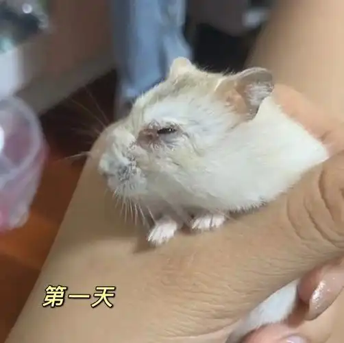 小阿福的眼睛发炎了06