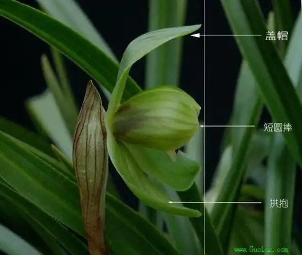 兰花品种鉴别图谱兰花识别神器