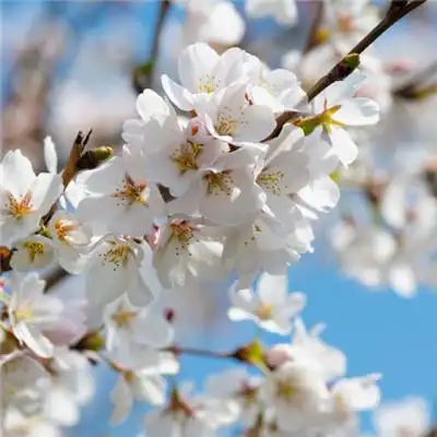 樱花唯美头像树梢上的樱花图片