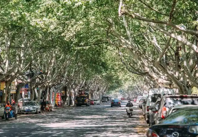 南京的春天,被梧桐絮淹没了.