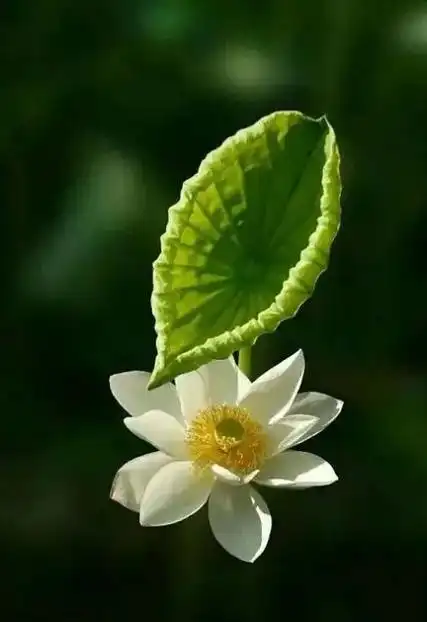 内心淡然安静,余生安好,岁月无恙